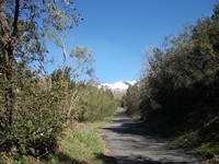 iammaro Lupo22042012 067